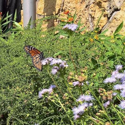 Butterfly Garden at Belle Isle graphic