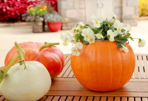 Flowers in Pumpkin