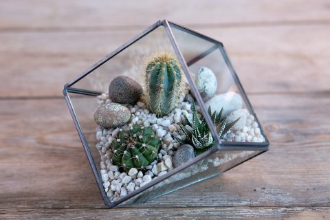 small cactus terrarium