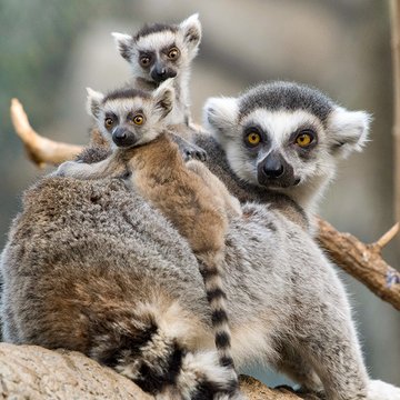 Lemurs in tree.