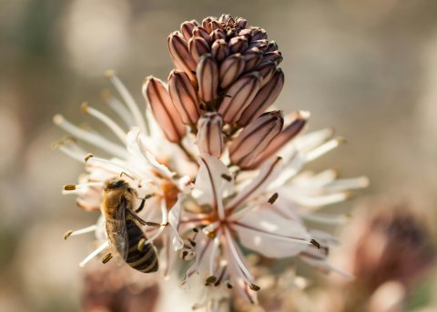 Bee pollinating plant