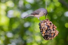 Bird Feeder