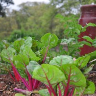 Fall Gardening