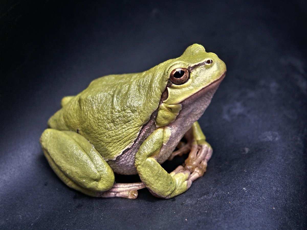 a green frog on a blue background