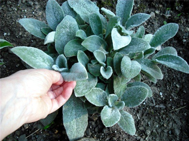 Hand feeling Lamb's Ear leaf